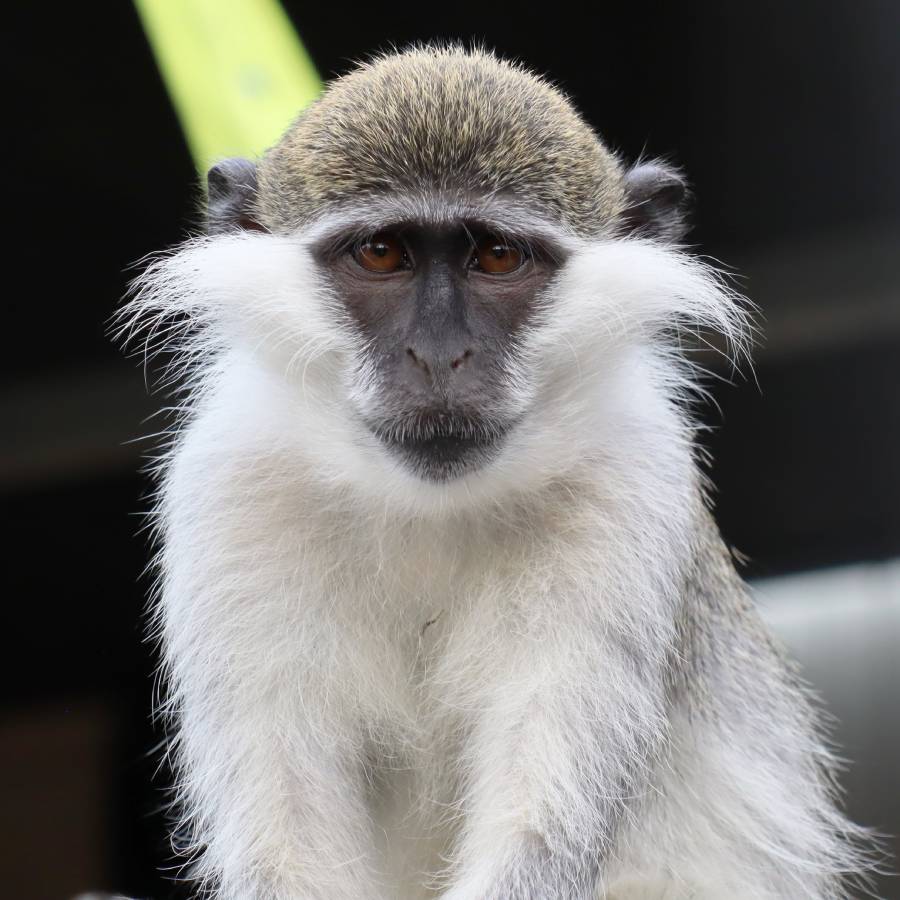 Groene meerkat Sjaakie