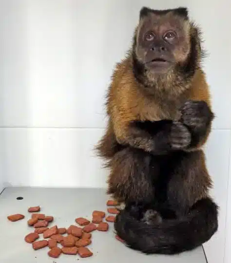 Capitán quarantaine