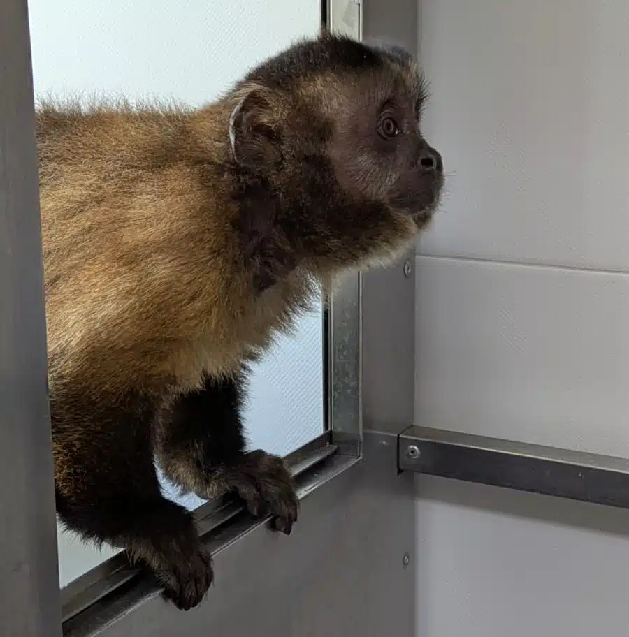 Capitán quarantaine