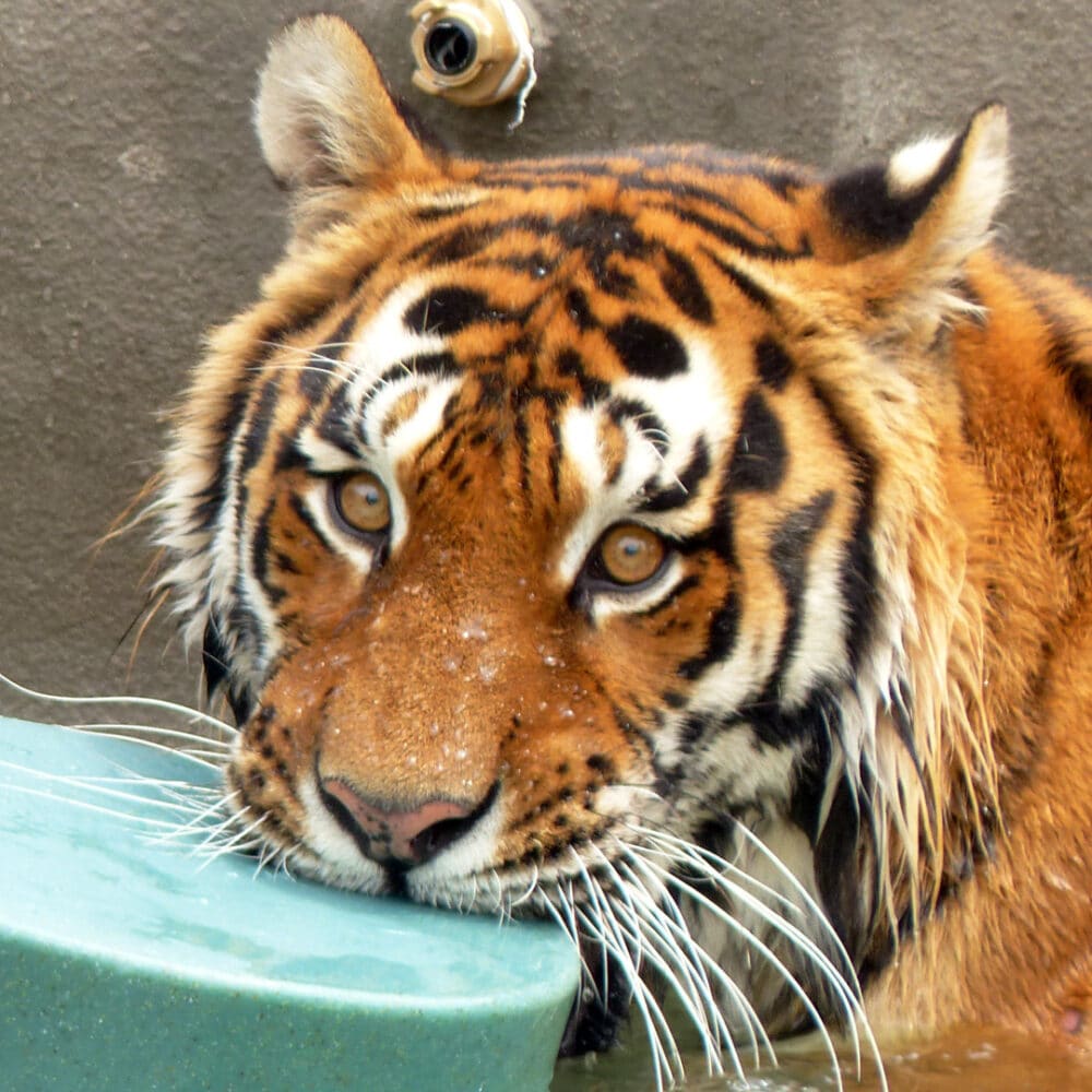 Tijger Kai