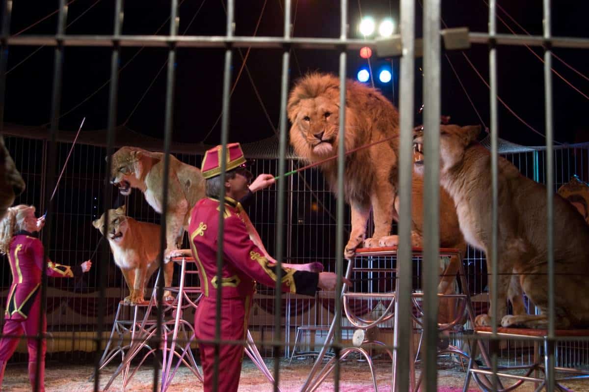 Leeuwen circus
