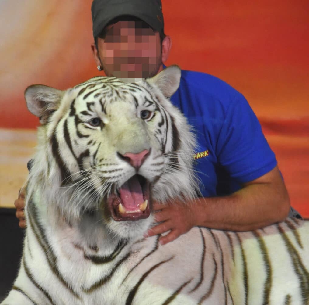 tijger Nashik