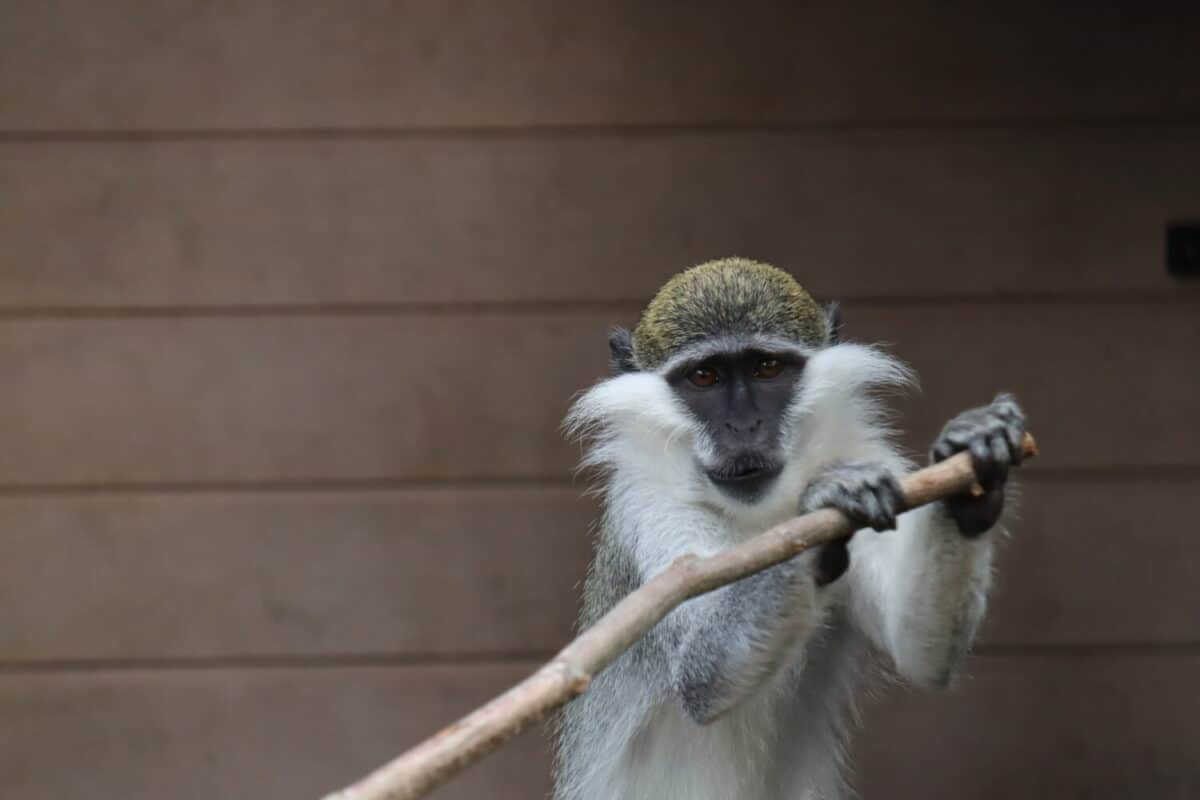 Groene meerkat met stok