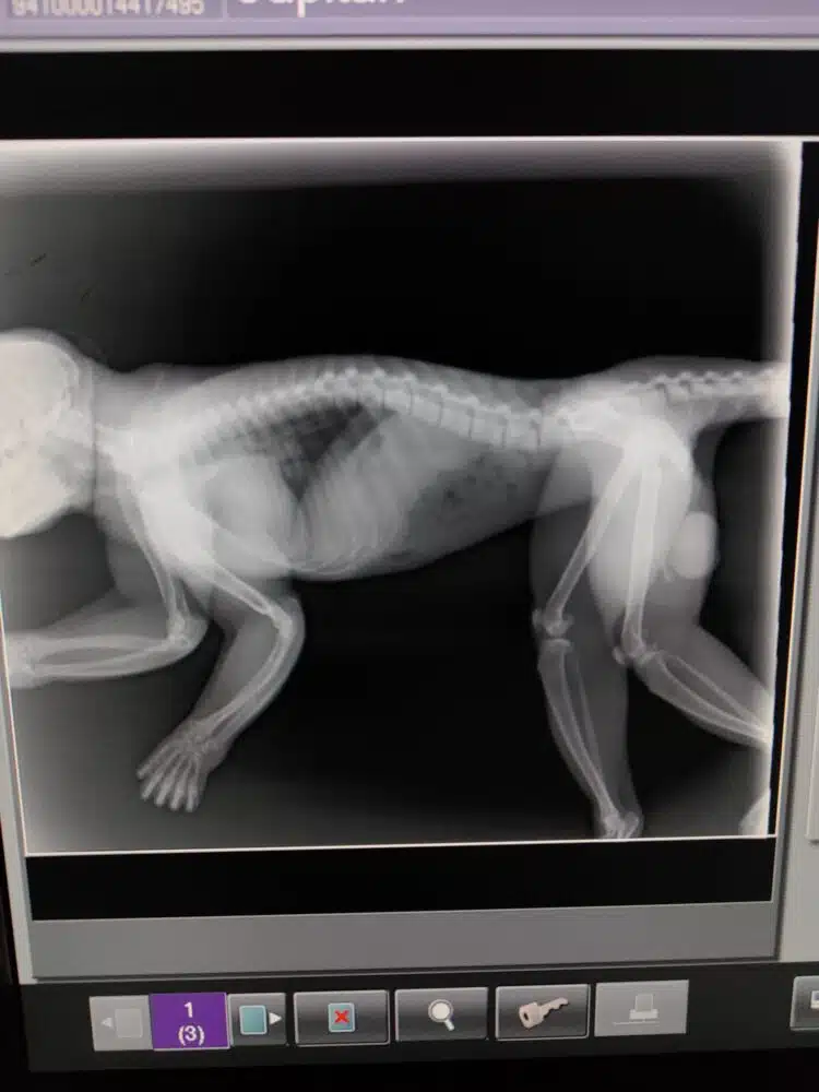 Röntgenfoto van Capitán