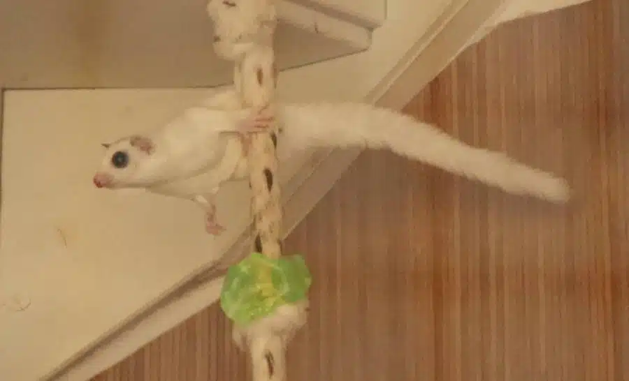 suikereekhoorn trappenhuis