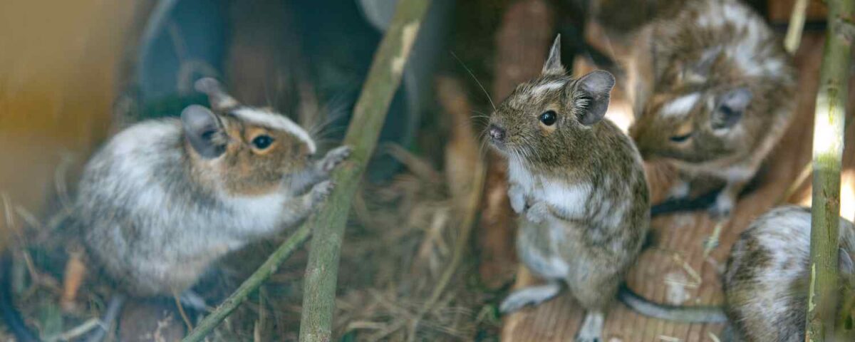 Degus bij AAP