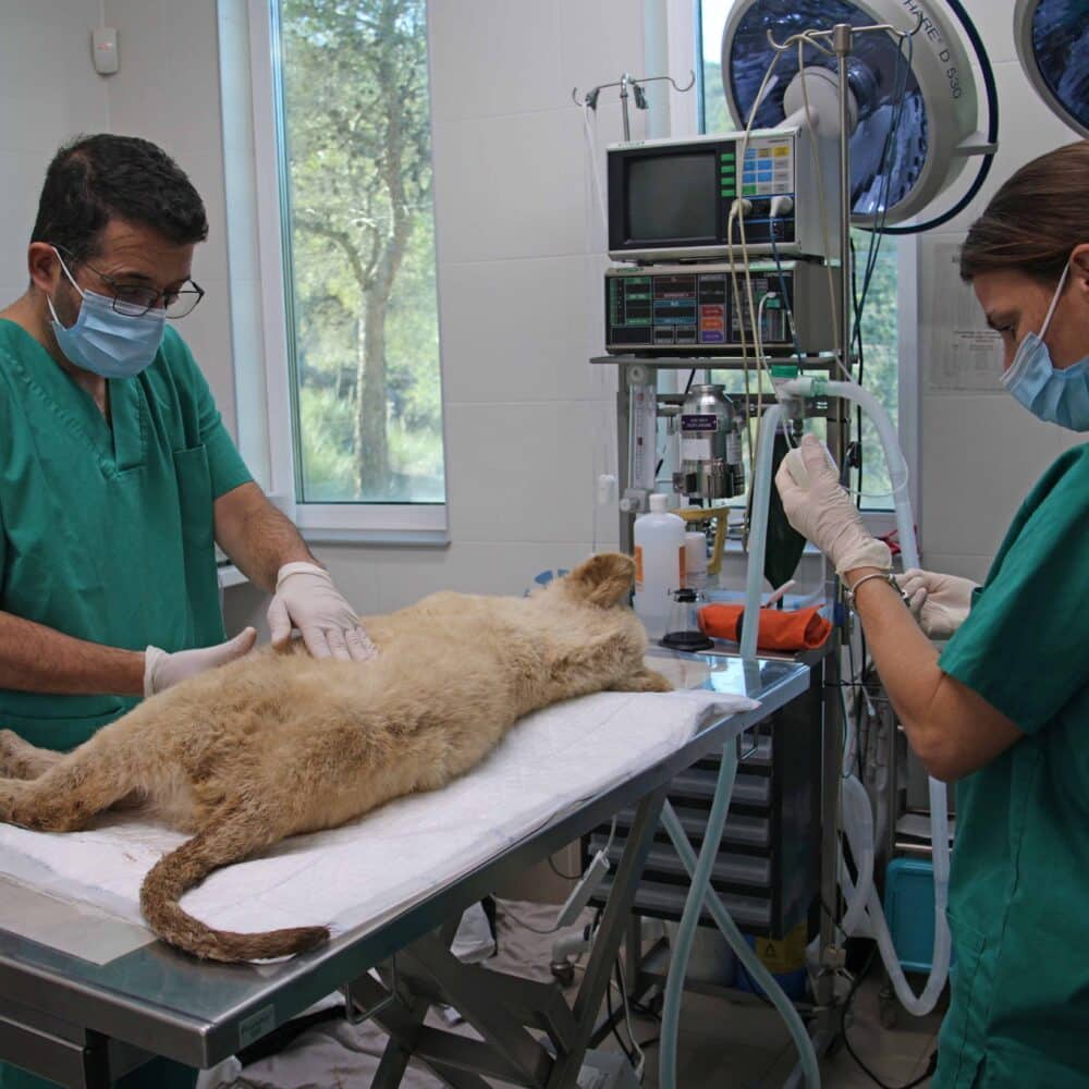Een leeuwenwelp op een onderzoekstafel met twee dierenartsen
