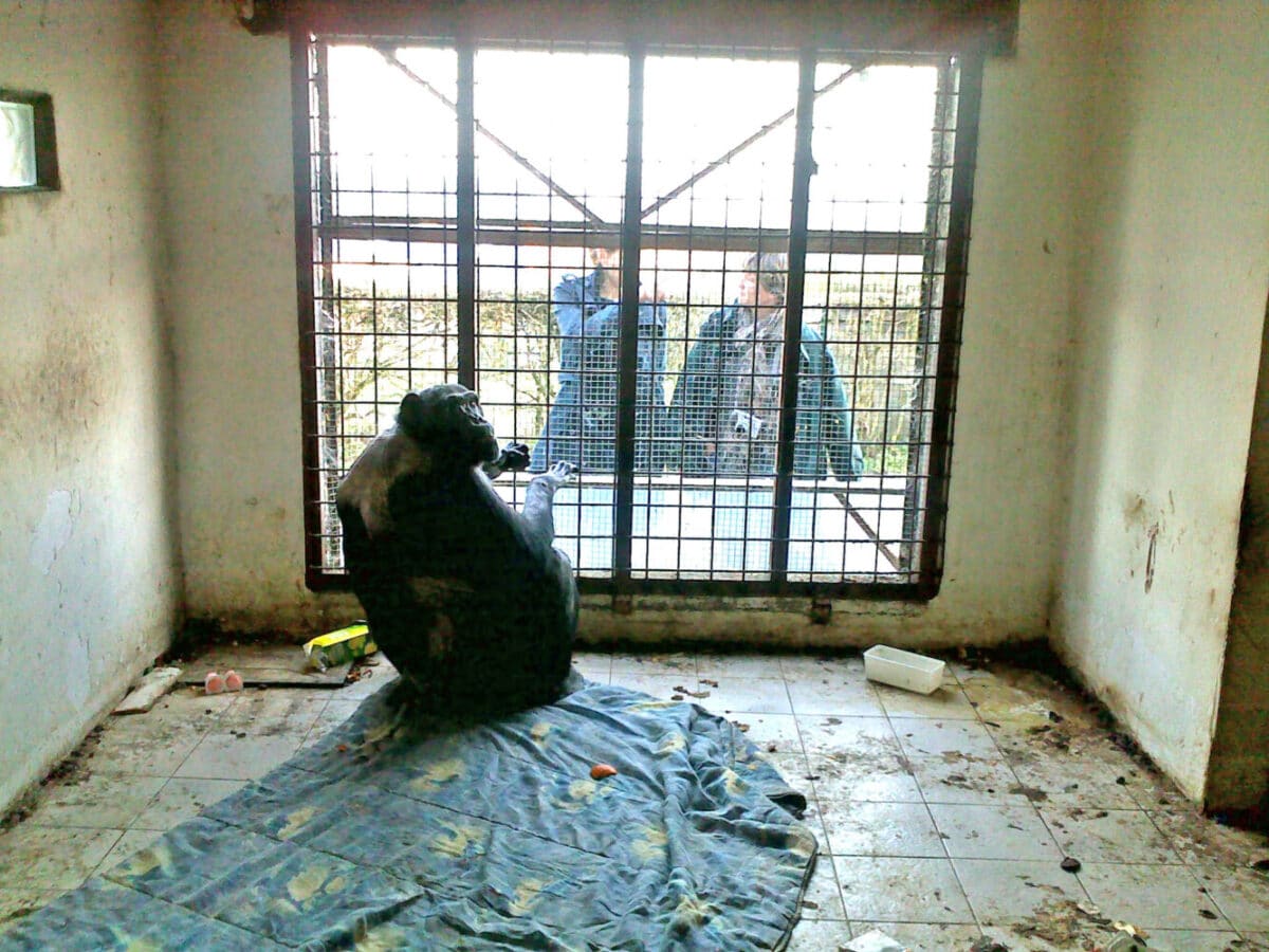 Chimpansee Mojo