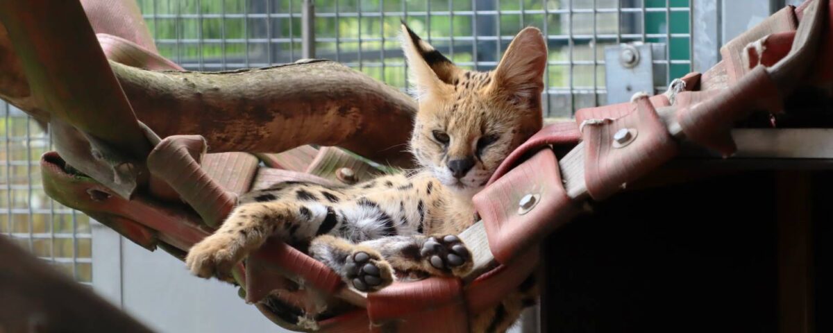 serval Noa