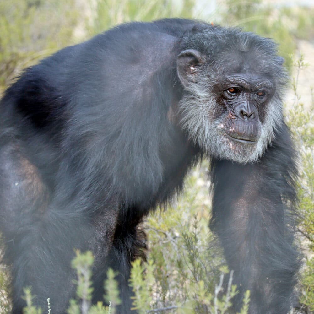 Chimpansee Tino