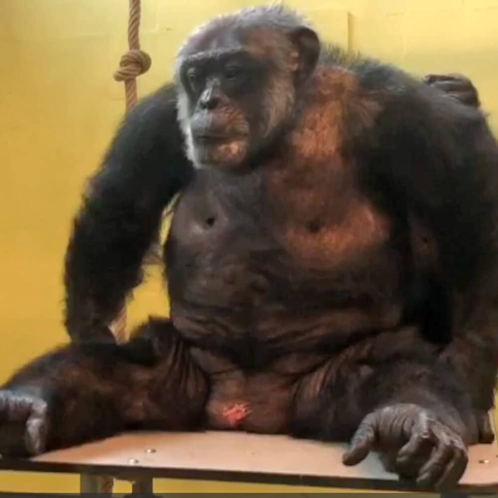 Chimpansee Tino