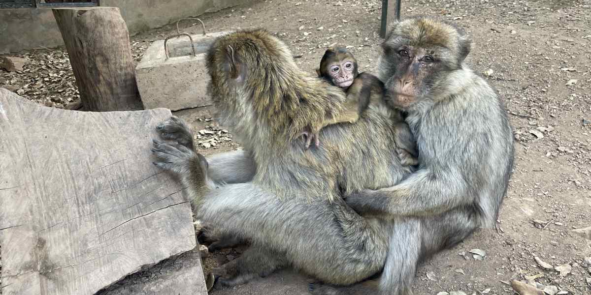 Familie berberapen