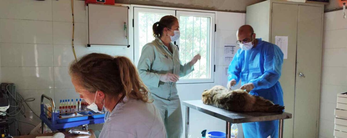 berberaap wordt onderzocht
