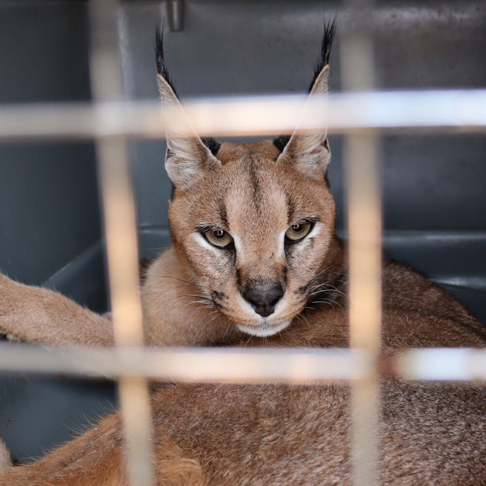 caracal sorgo