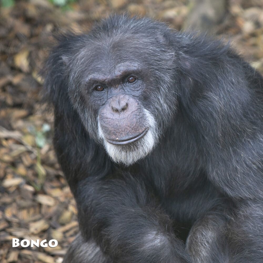 chimpansee bongo