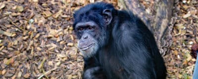 chimpansee Klaus
