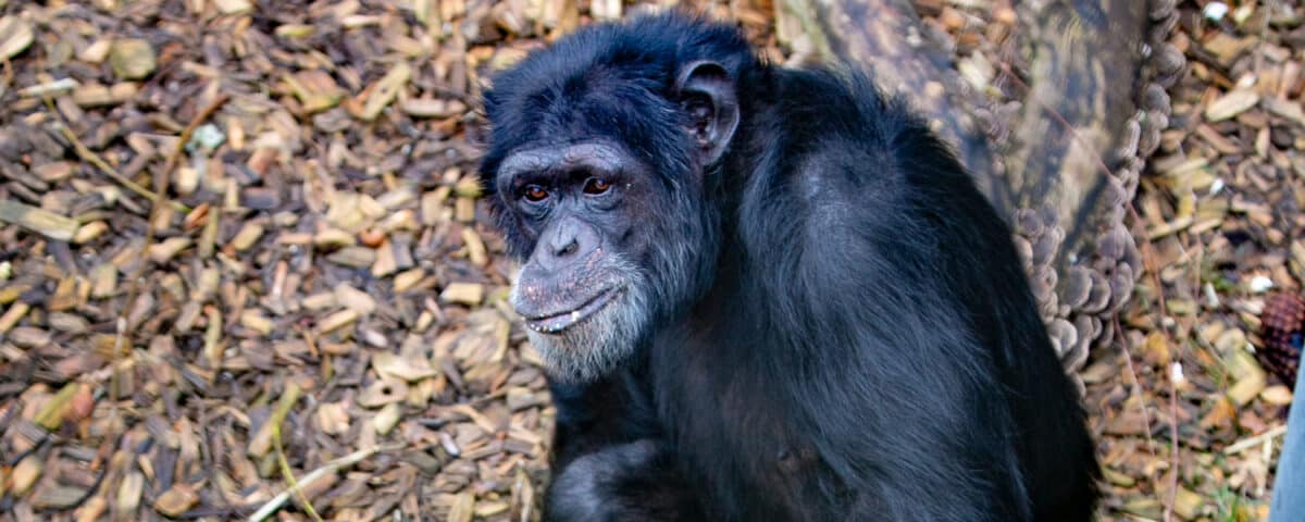 chimpansee Klaus