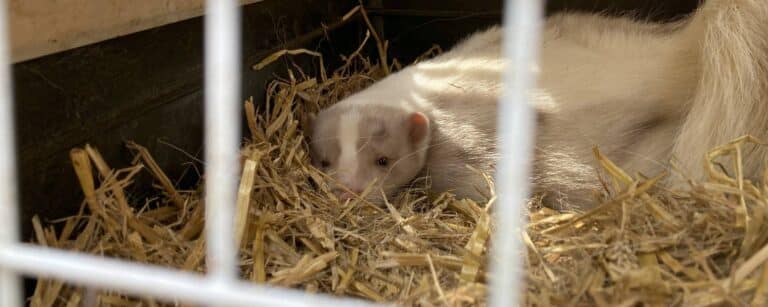 Vol met wormen en graatmager: twee stinkdieren opgevangen bij AAP ...