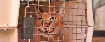 caracal Feder
