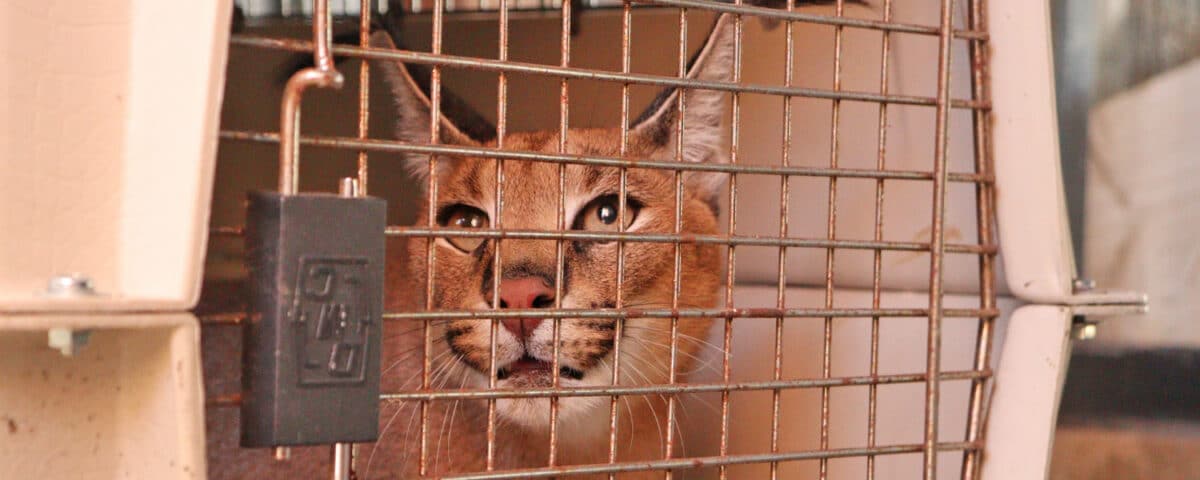 caracal Feder