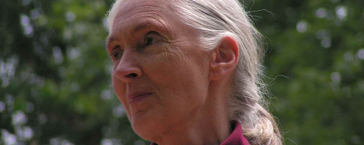 jane goodall