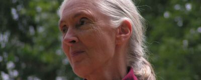 jane goodall
