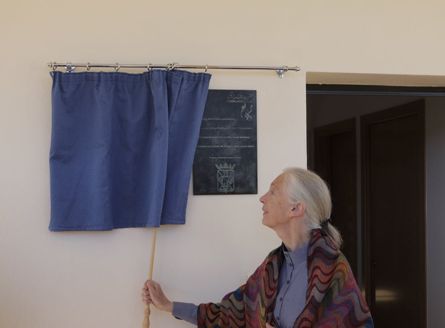 Jane Goodall