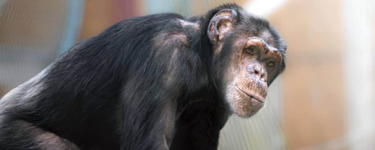 chimpansee babsie