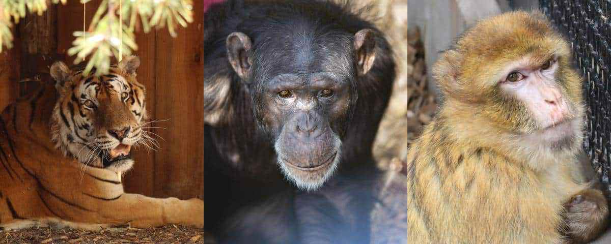 Tijger Tonga, chimpansee Marria en berberaap Izzy.