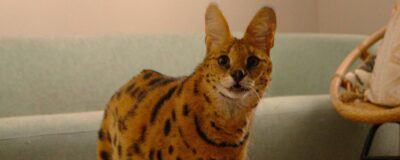 Serval Tila