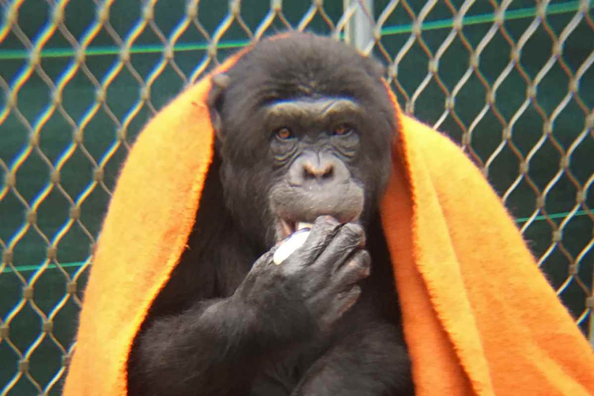 Chimpansee Regina