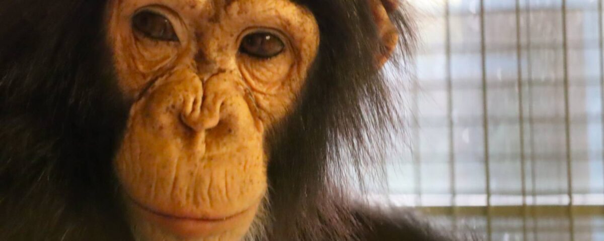 Chimpansee Giggi