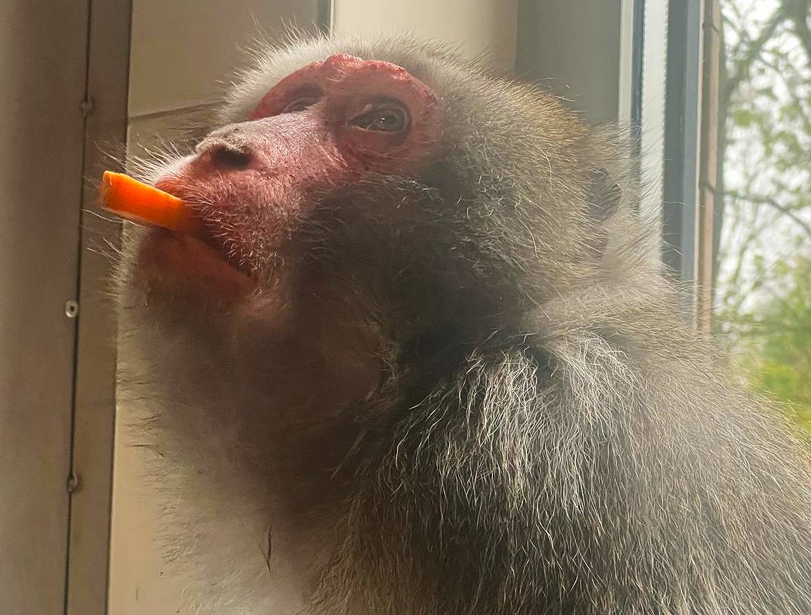 makaak kali