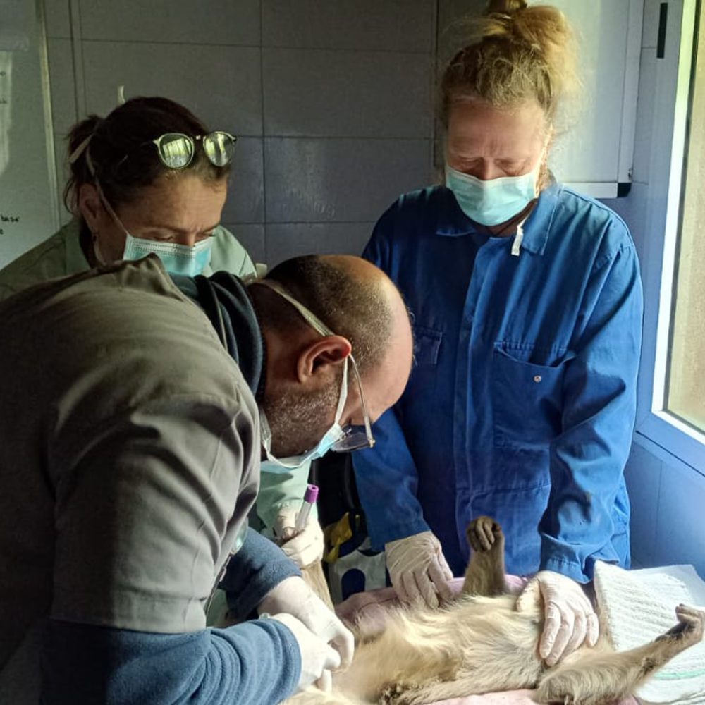 Dierenartsen onderzoek