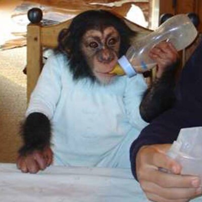 Jonge chimpanzee met een blauw jurkje aan drinkt uit een fles en zit aan tafel.