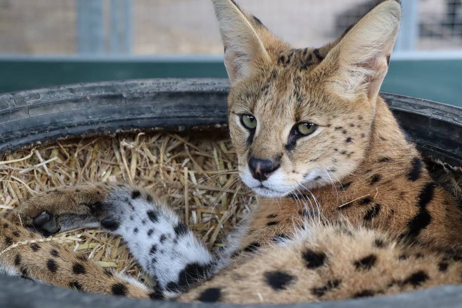 Serval Nini