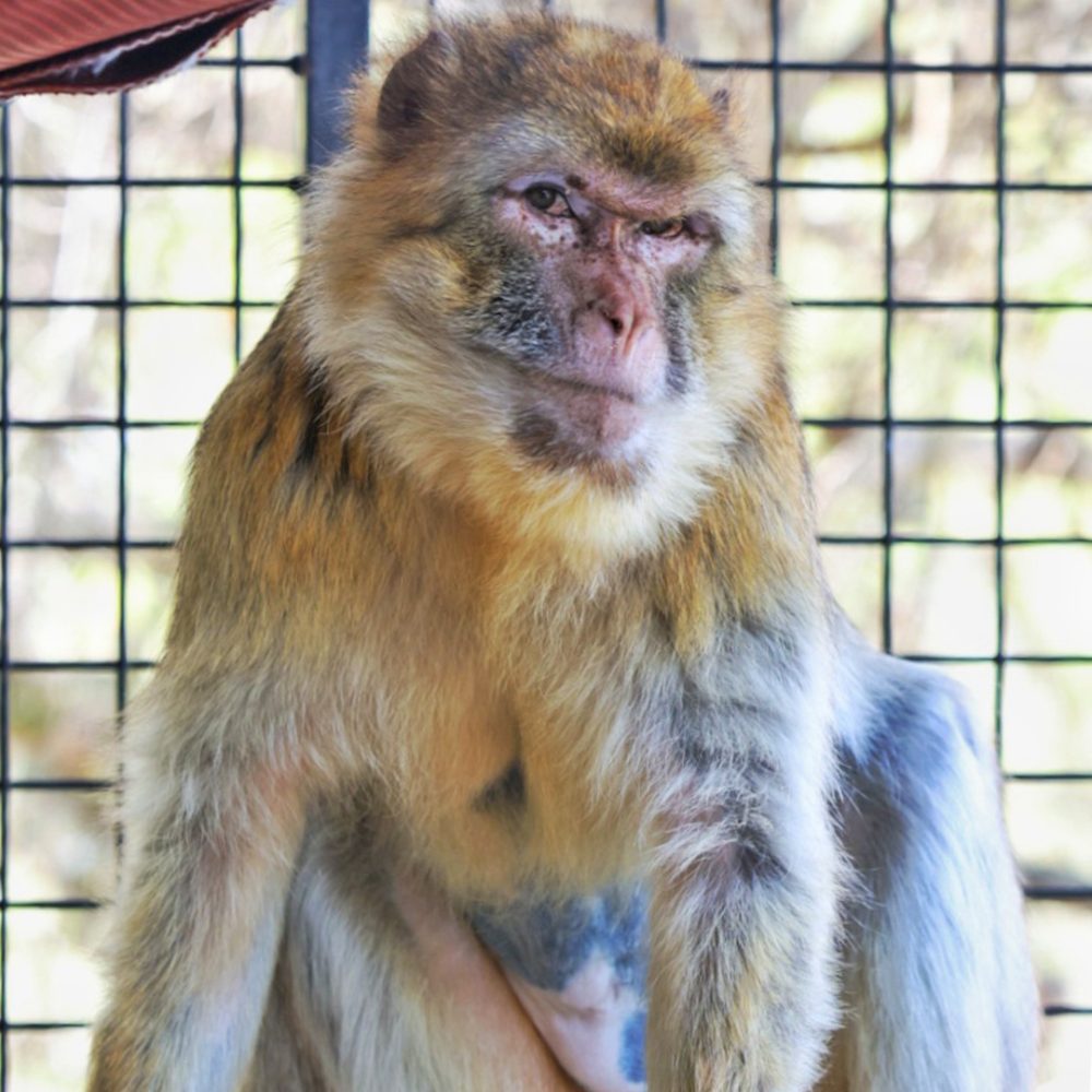 Berberaap Filix