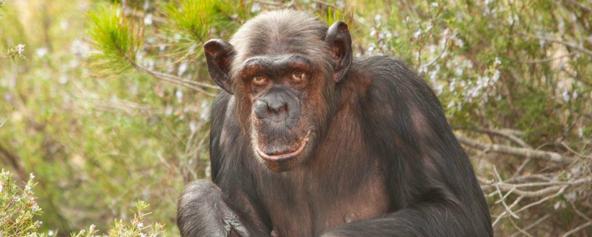 Chimpansee Peggy
