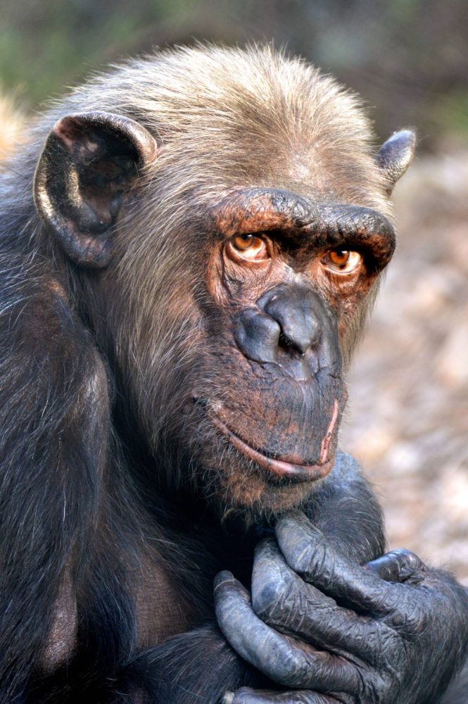 Chimpansee Peggy