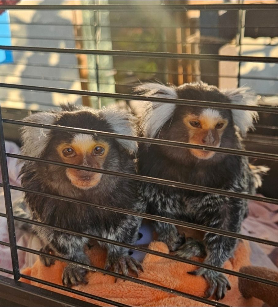 minnie en miko