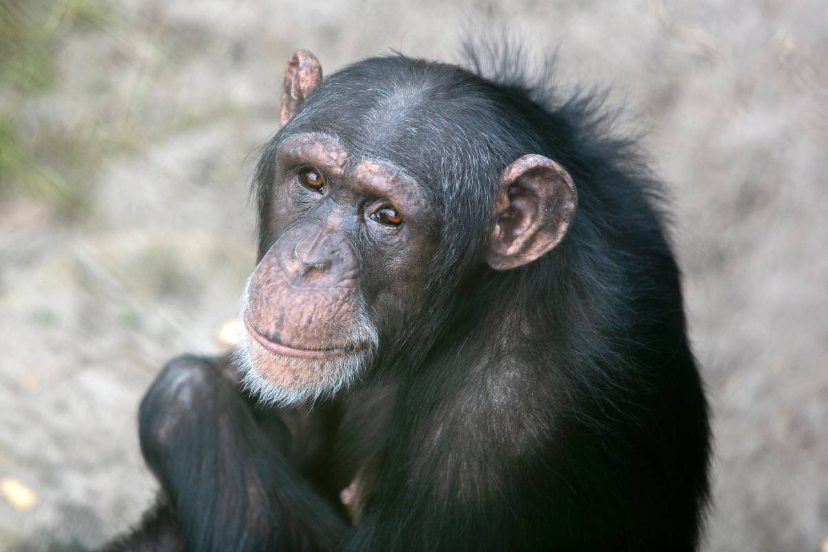 chimpansee Marria