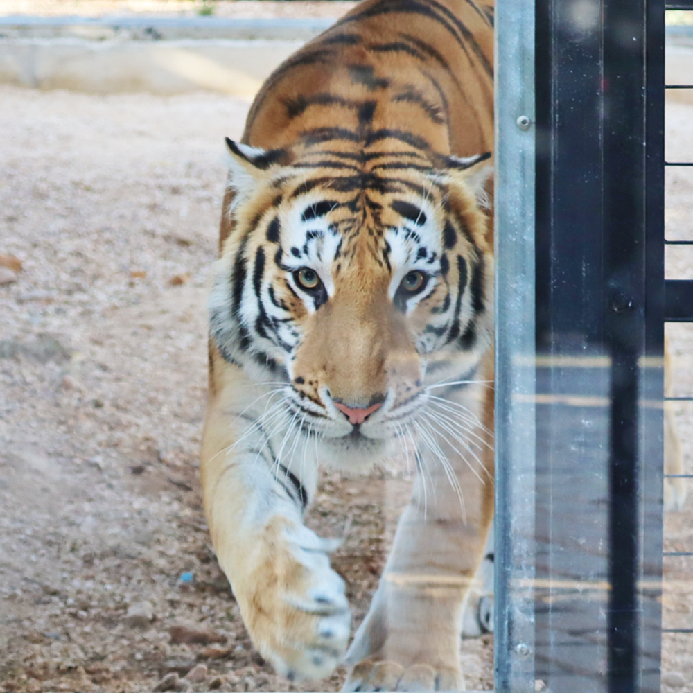 tijger bombay