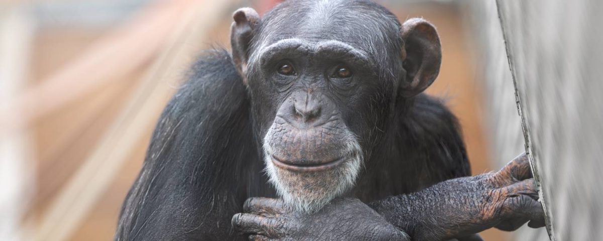 chimpansee Marria