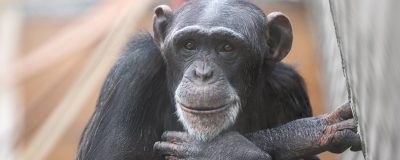 chimpansee Marria