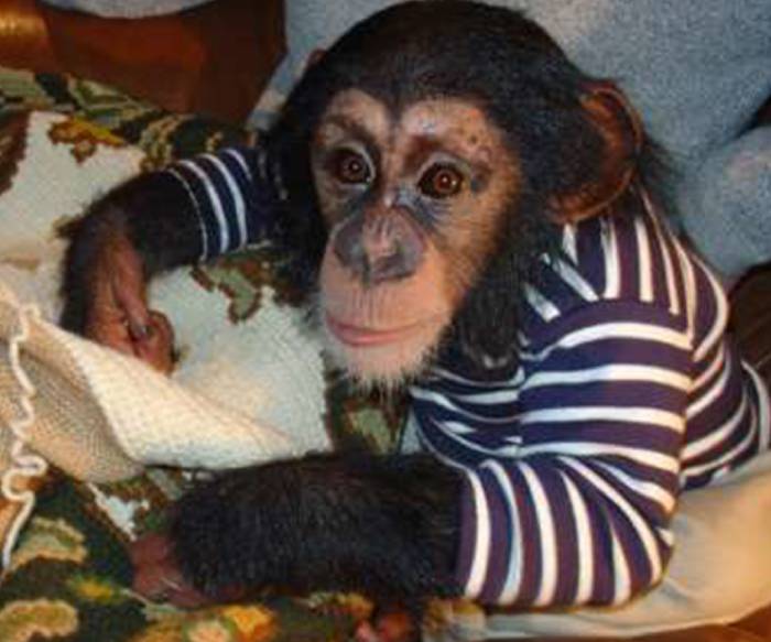chimpansee Marria