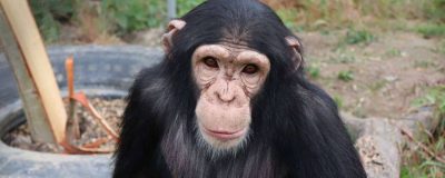 Chimpansee Giggi