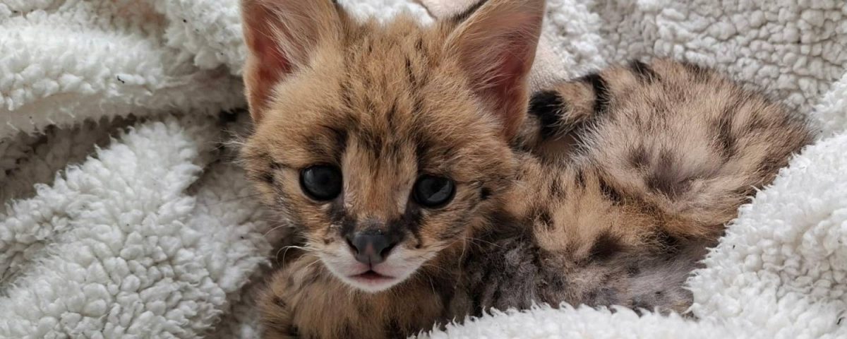 Serval Ravi