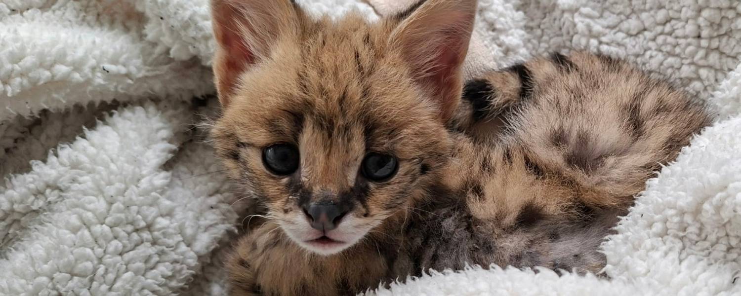 Gewonde baby-serval Ravi naar Stichting AAP